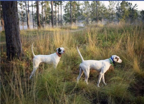 Southwind plantation hunting dogs vacation