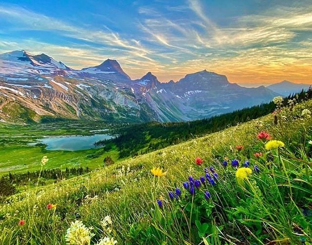 Field of grass and wild flowers