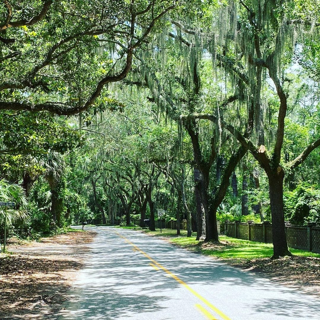 Country road lined with tall trees