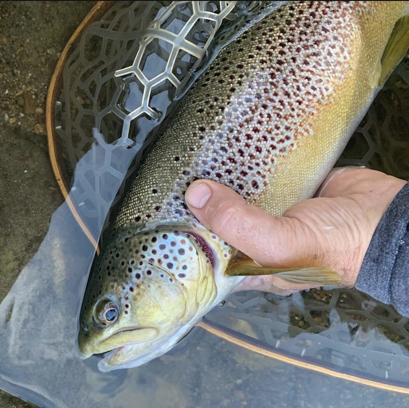 Hand holding Live caught fish at Ruby Drake Lodge